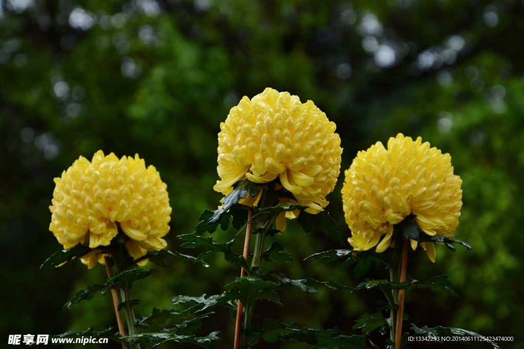 菊花