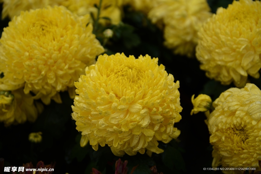 菊花