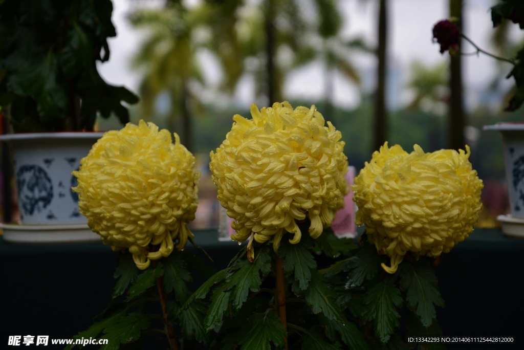 菊花