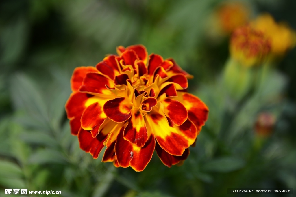 菊花