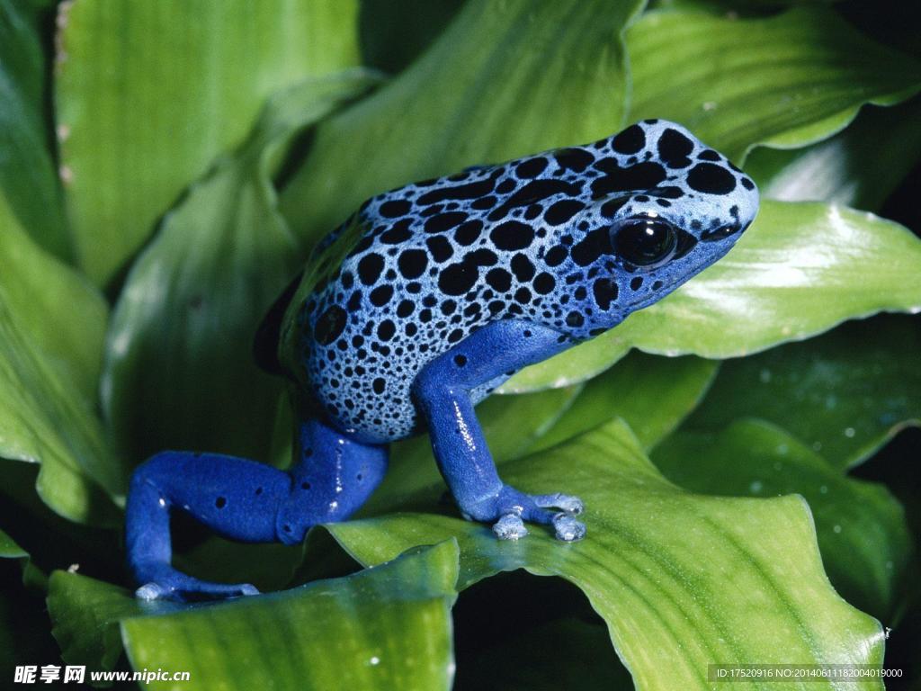 蓝色青蛙