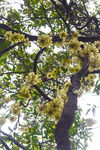 禾雀花