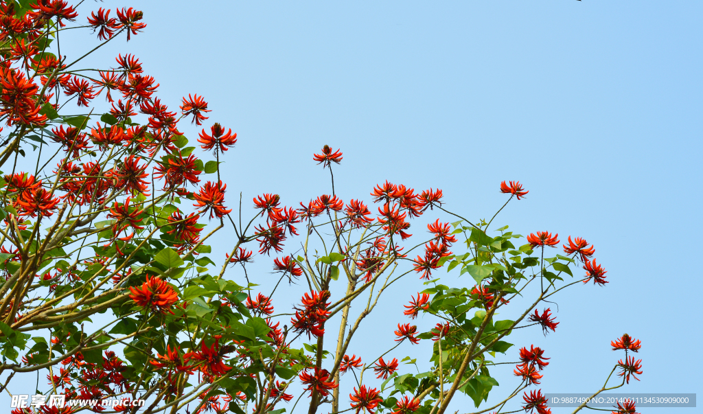 红千层花