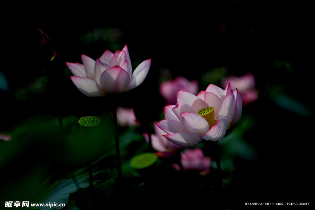 荷花