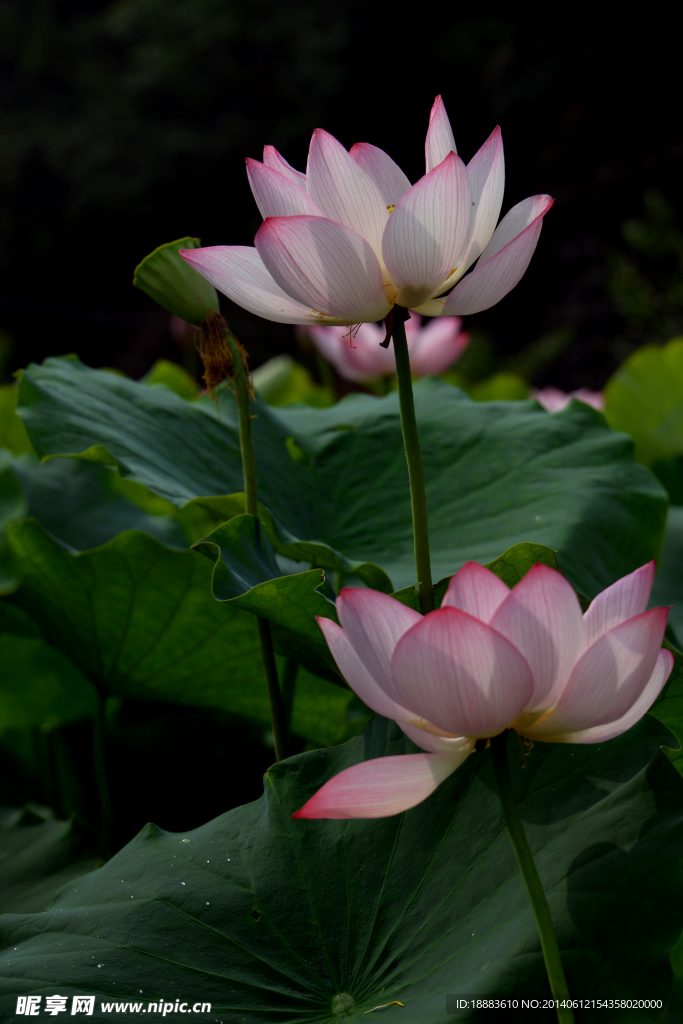 莲花