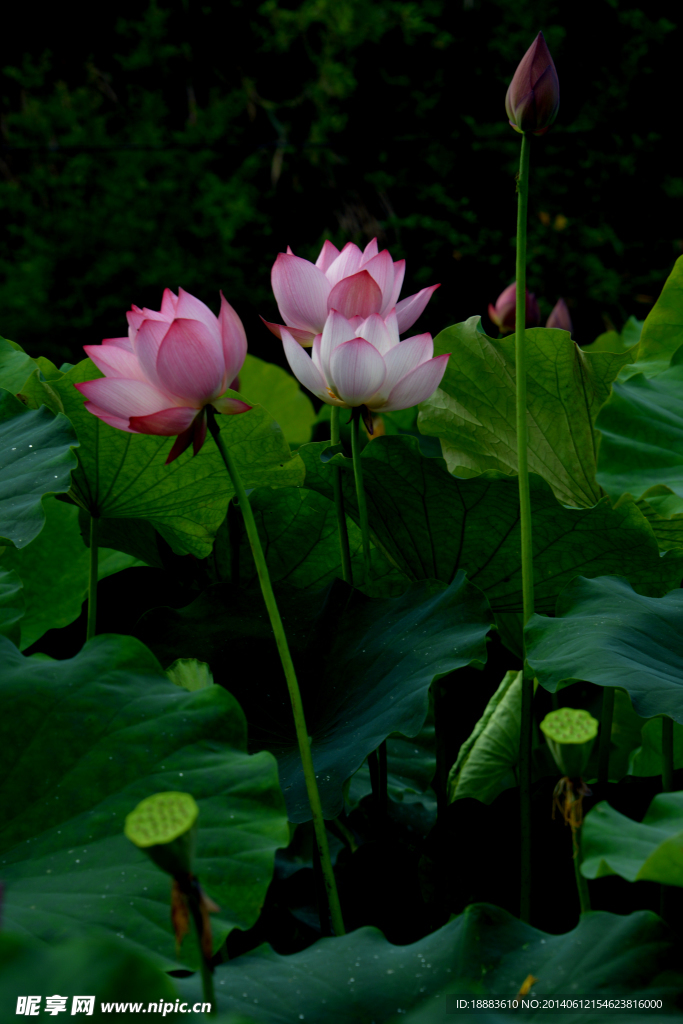 莲花