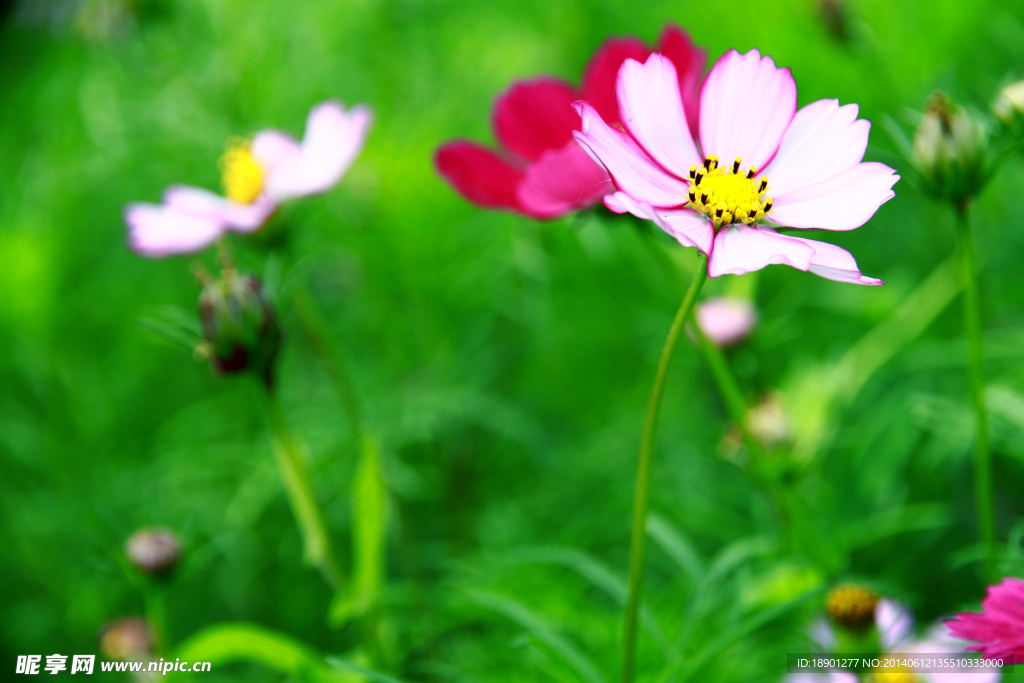 格桑花 幸福之花