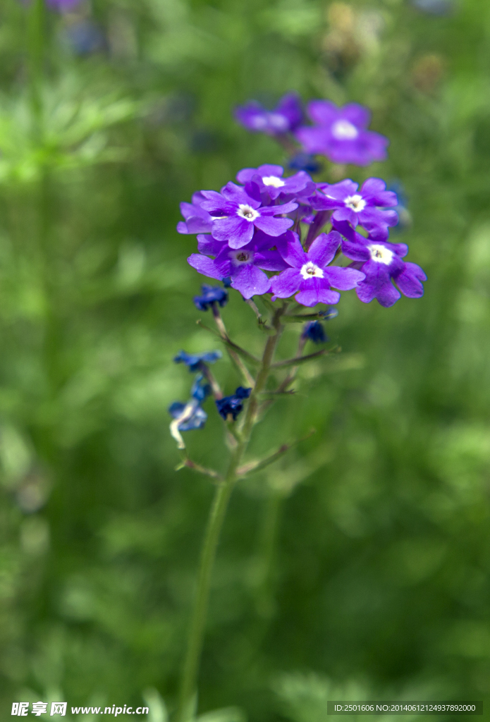 五瓣花