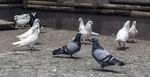 世纪公园鸽子
