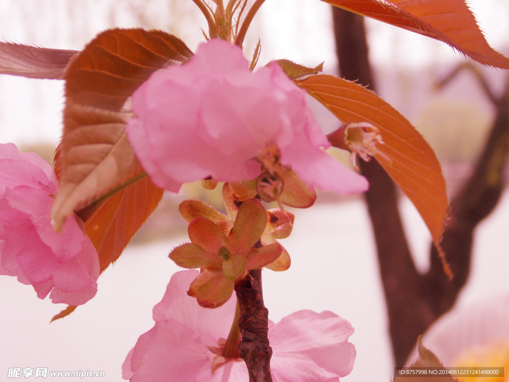 樱花