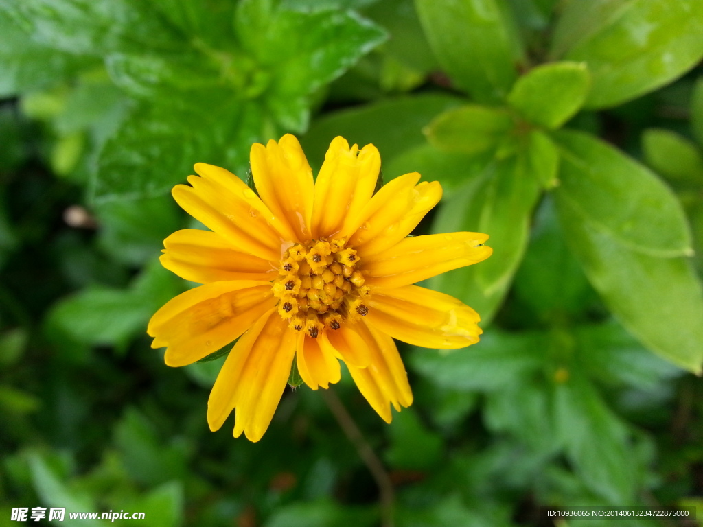 雨后黄花