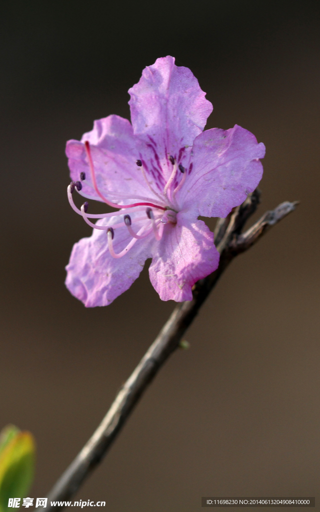 杜鹃花