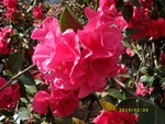茶花