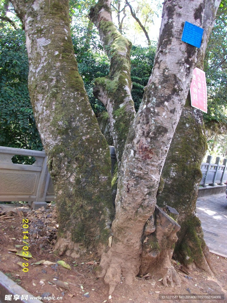 树根