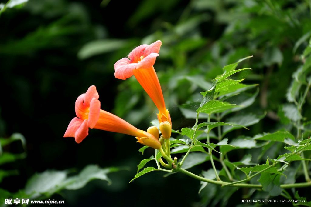 凌霄花