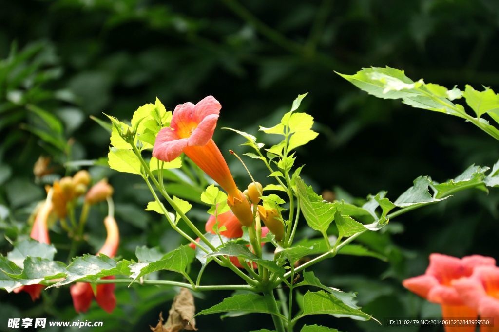 凌霄花