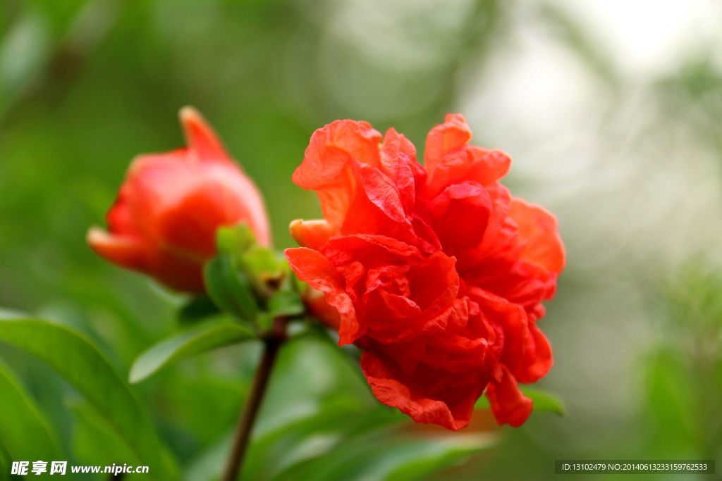 石榴花