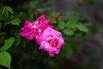月季花