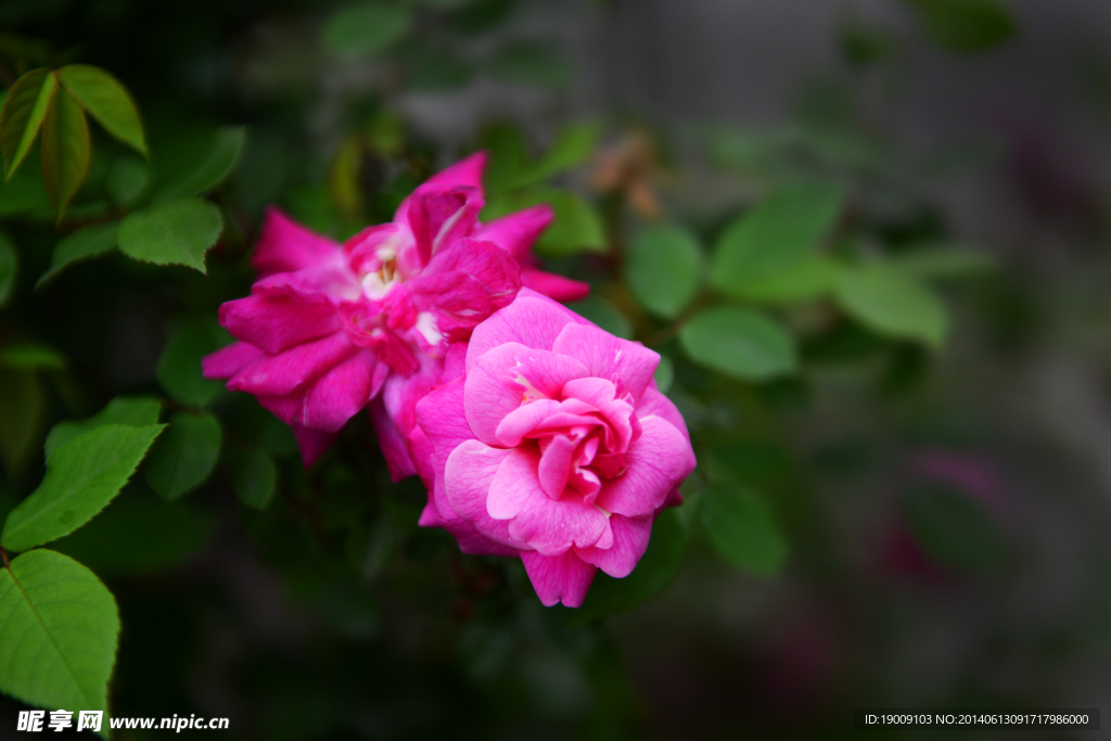 月季花