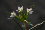 长白山野花