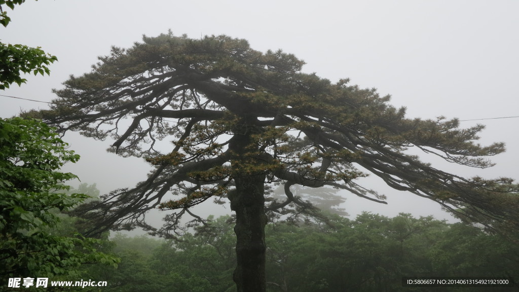 黄山黑虎松