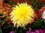 菊花