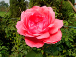 月季花