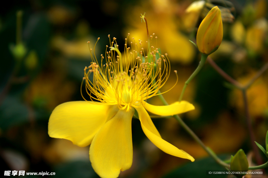 小黄花