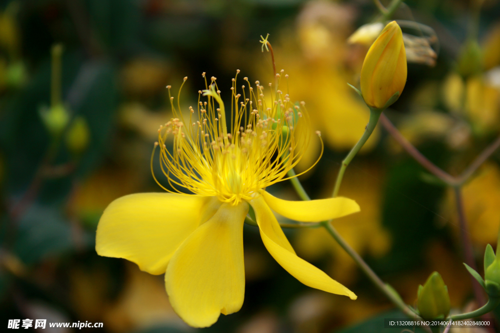 花草