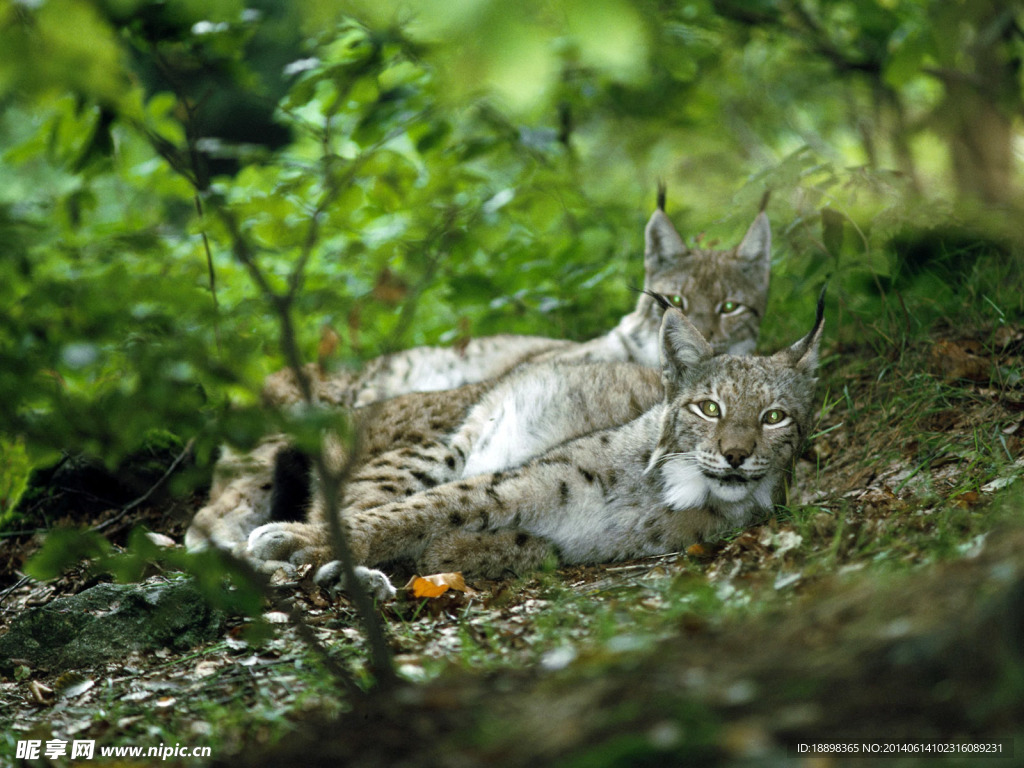 猞猁