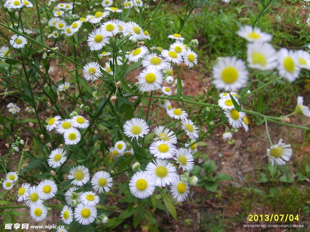 小花