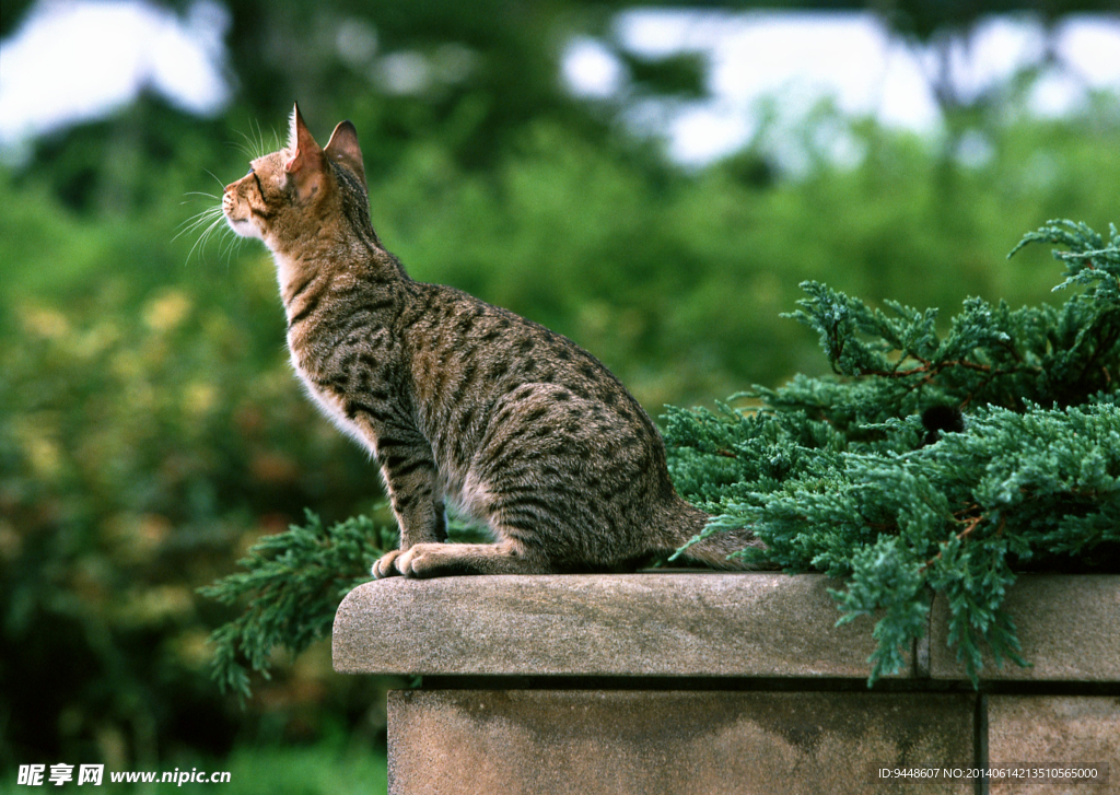 豹猫