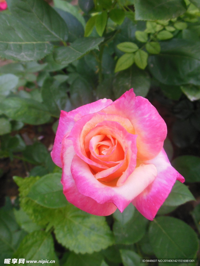 月季花