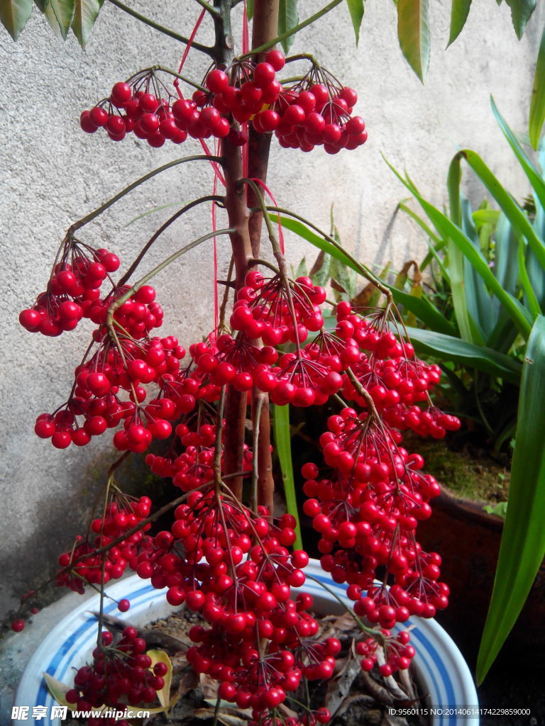 红色果实 盆栽