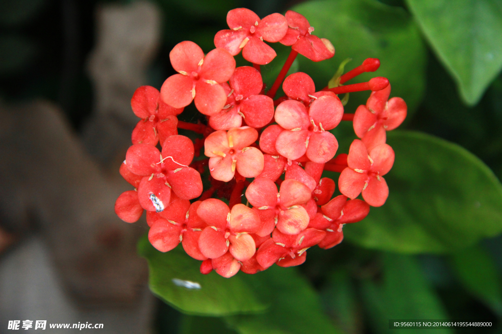 龙船花