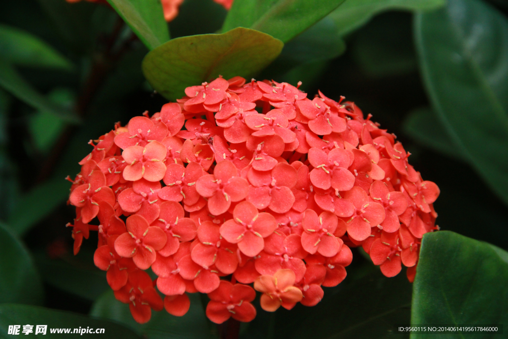 龙船花