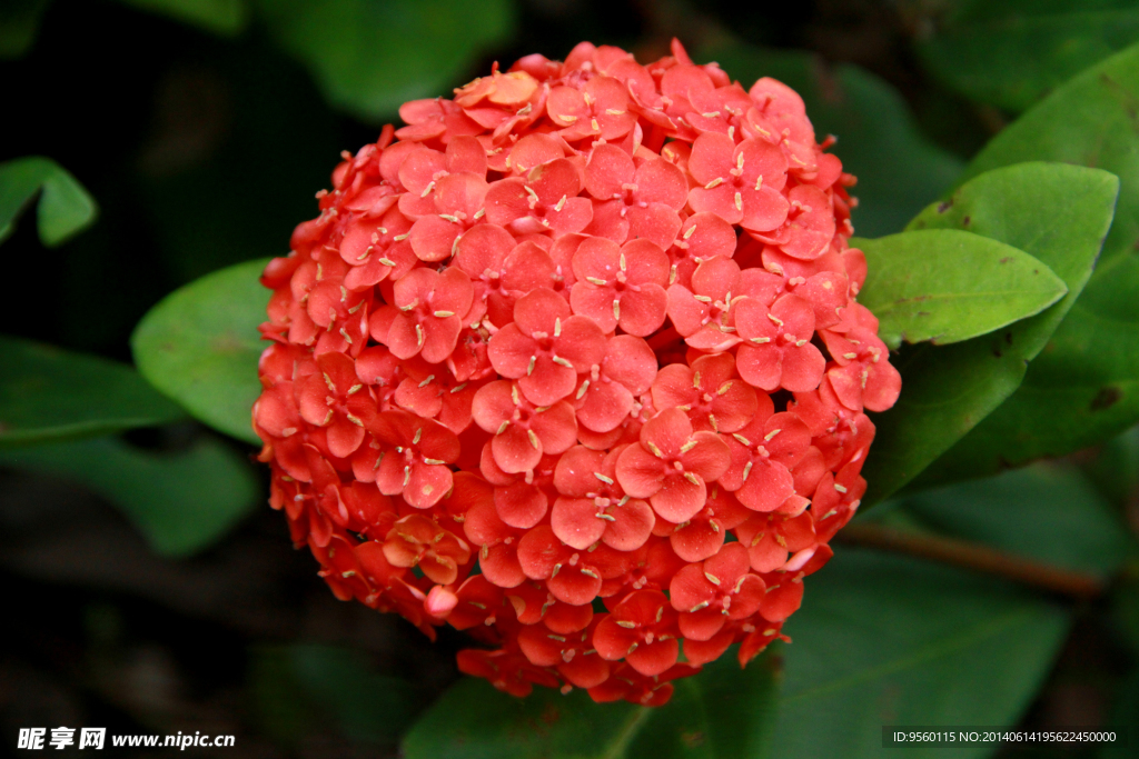 龙船花