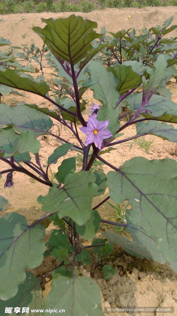 茄子花