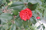 茶花