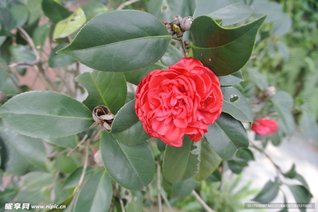 茶花
