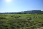 希望的田野