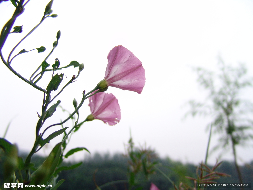 牵牛花