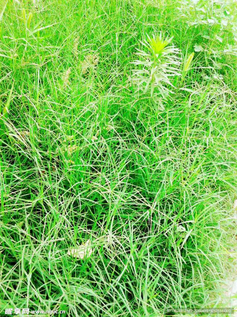 草地
