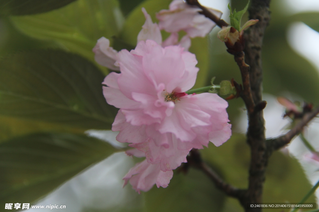 桃花