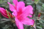 杜鹃花