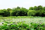 曲院风荷