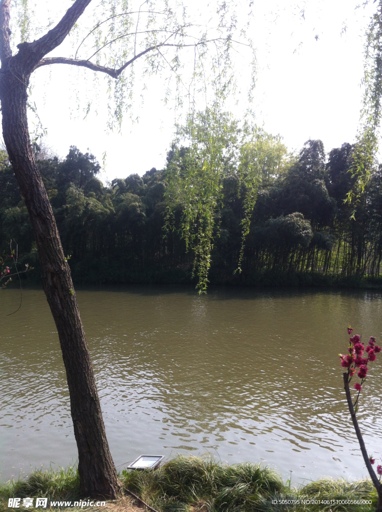湖景垂柳