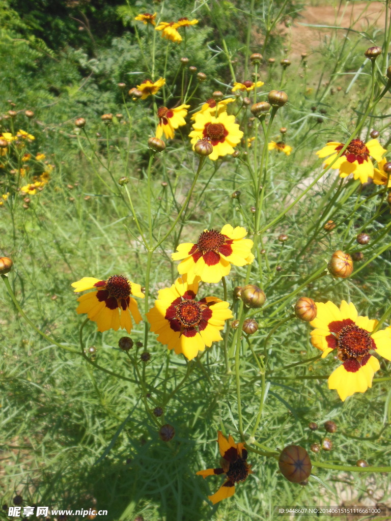 格桑花