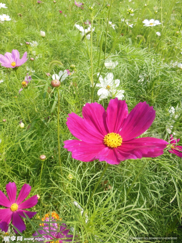 格桑花