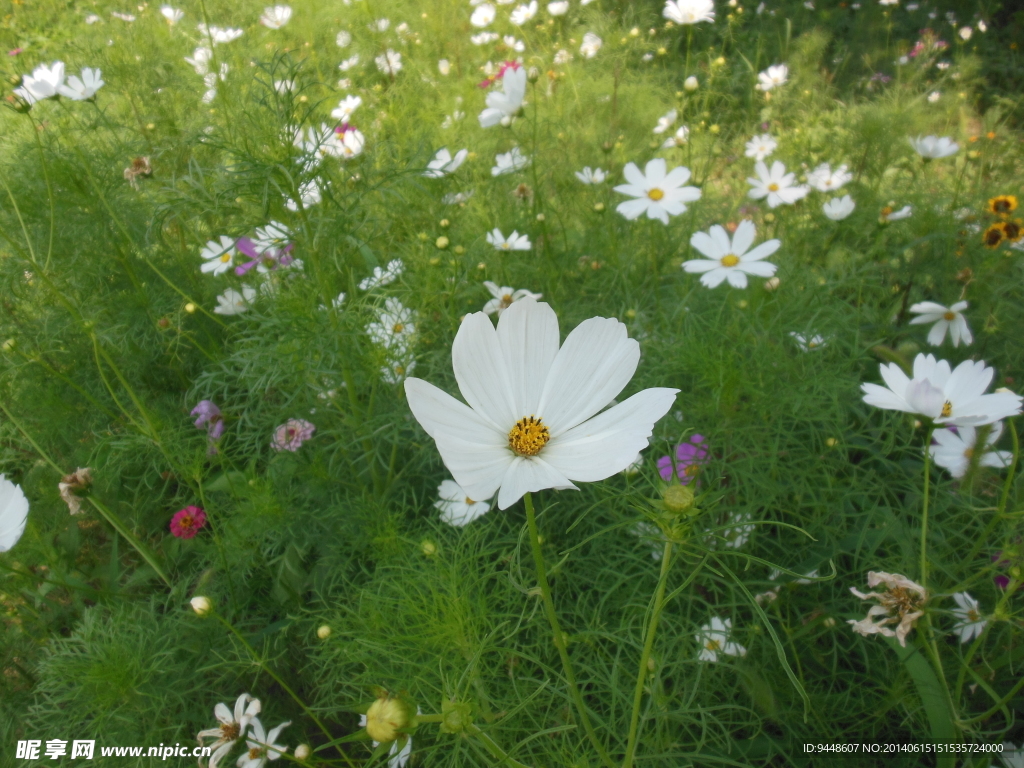 格桑花